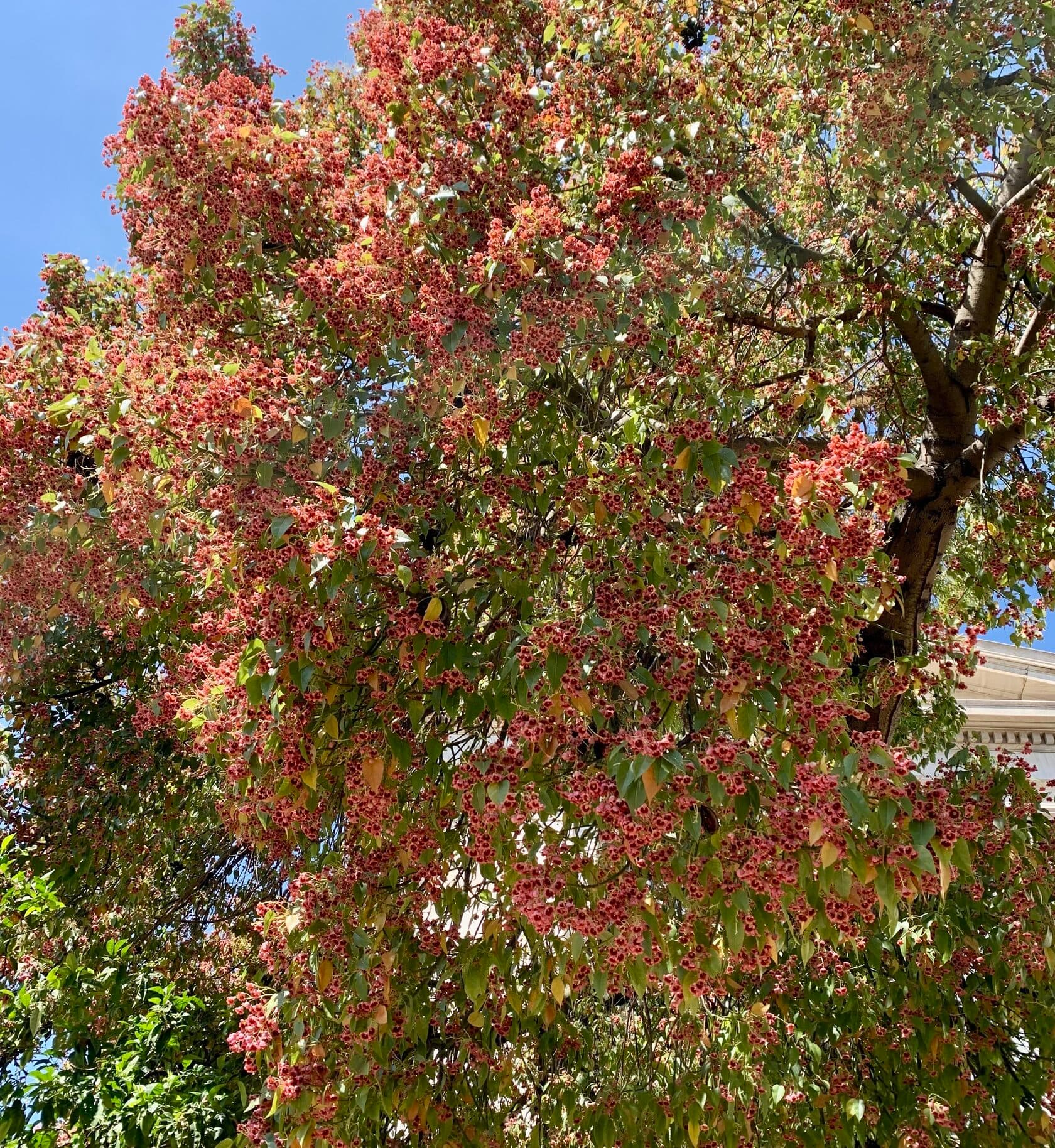 The Right Tree in the Right Place