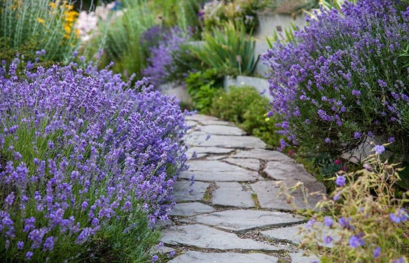 Lavender, sage, thyme, rosemary…