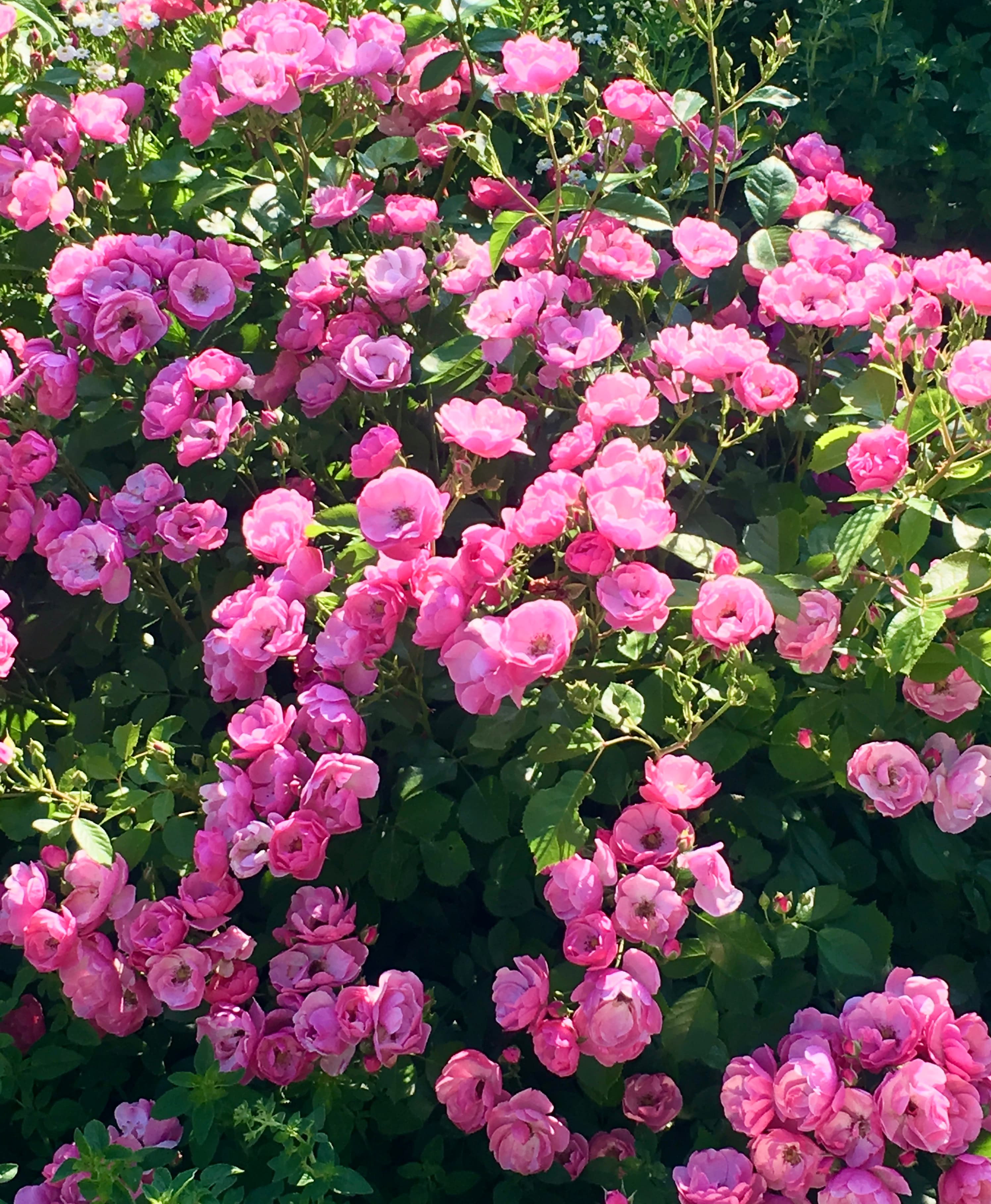 The Rose Garden